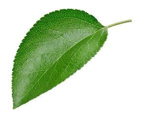 Green apple leaf isolated