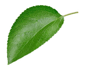 Obraz premium Green apple leaf isolated