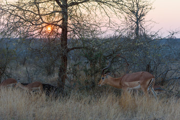 Impala in sunset - sundowner 