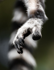 Ring Tail Lemur Hand and Tail