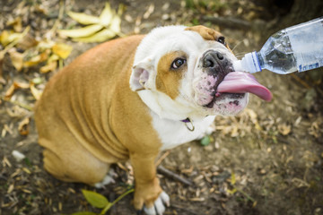Little puppy of english bulldog drinking water,selective focus © ltummy