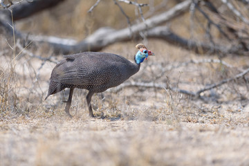 helmeted guineafowl southafrica 