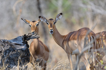 Impala in sunset - sundowner 