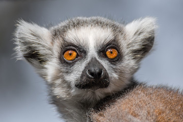 Ring tail Lemur
