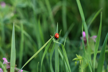 One ladybug in green grass