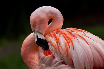 Up close shot of a flamingo with focus on the water droplets on the wings © paulacobleigh