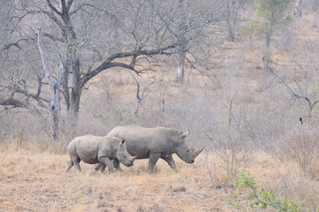 Naklejka na ściany i meble Rhino Southafrica Krueger National Park 