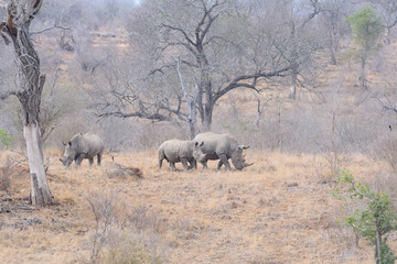 Rhino Southafrica Krueger National Park 