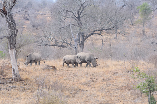 Rhino Southafrica Krueger National Park 