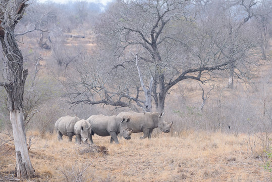 Rhino Southafrica Krueger National Park 