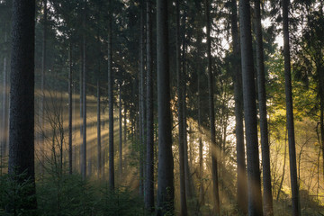 Light rays coming through the trees in the forest
