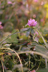 flowers in the garden