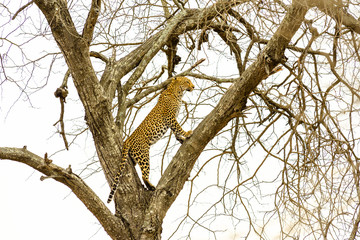 Leopard sitting in tree - Africa wild cat  