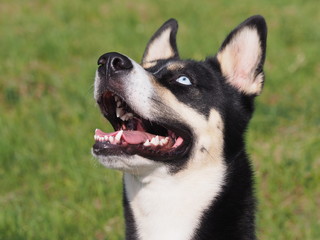 Husky