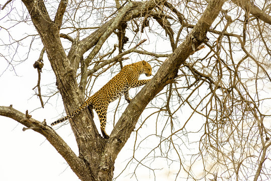 Leopard sitting in tree - Africa wild cat  