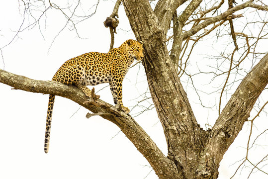 Leopard sitting in tree - Africa wild cat  