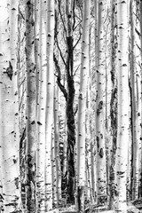 Obraz premium Aspen trees in black and white