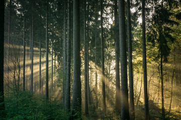 Obraz premium Light rays coming through the trees in the forest