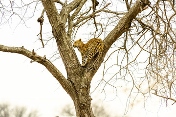 Fototapeta na wymiar Leopard sitting in tree - Africa wild cat 