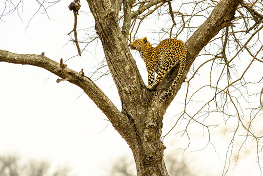 Leopard sitting in tree - Africa wild cat  