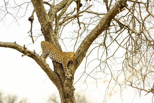 Leopard sitting in tree - Africa wild cat  