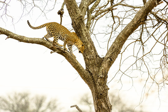 Leopard sitting in tree - Africa wild cat  