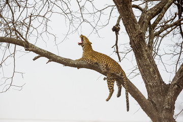 Leopard sitting in tree - Africa wild cat  
