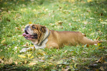 English bulldog in the nature