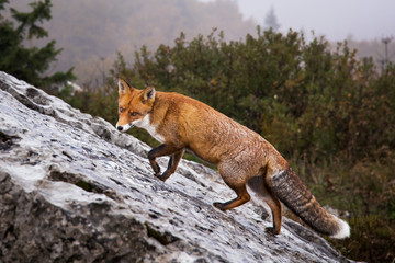 Beautiful portrait of wild Red Fox in hunt, Vulpes vulpes in fall autumn forest. Beautiful animal in the nature habitat. Wildlife scene from the wild nature. Hiking in mountain Velebit, Croatia.