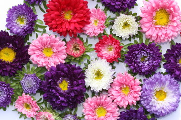 Background of beautiful aster flowers.