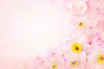 Delicate pink hyacinth and daffodils blooming spring flowers festive background, summer blossoming pastel and soft bouquet floral card, selective focus