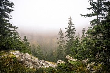Forest trees autumn fall fog in wild nature landscape beautiful pine and rocks