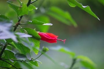 Beautiful Hibiscus flower bud hanging from the plant in the garden with soft background
