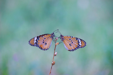 The Plain Tiger  butterfly sitting on the flower plant with a nice soft background in its natural habitat during the day