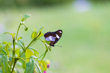 The Eggfly butterfly sitting on the flower plant with a nice soft green blurry background in its natural habitat.