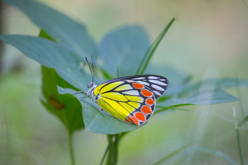 Beautiful Indian Jezebel Butterfly sitting on the flower plant in its natural habitat