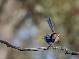 Purple-backed Fairywren (Malurus assimilis) race 