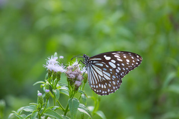 The blue spotted milkweed butterfly sitting on the flower plants in a nice green background