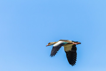 Bird Flying Egyptian Goose Mid Flight 