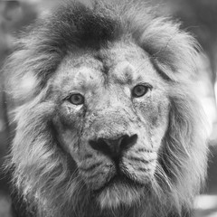 portrait of a large beautiful lion