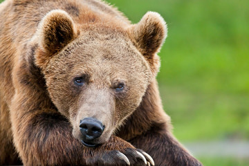 Large brown grizzly bear resting his head on his massive paw