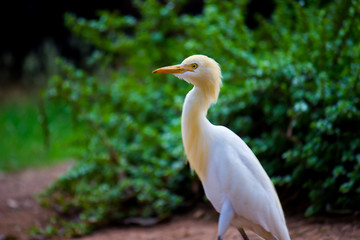 A portrait of a Cattle Egret in the garden in its natural habitat.