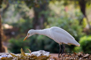 A portrait of a Cattle Egret in the garden in its natural habitat.