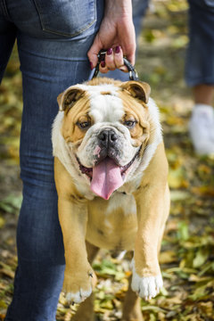 Little english bulldog puppy holded by owner,selective focus