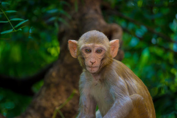 Rhesus macaques are familiar brown primates with red faces and rears. They have close-cropped hair on their heads, which accentuates their very expressive faces.