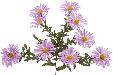Fototapeta na wymiar Flowers of astra perennial undersized, isolated on a white background