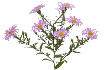 Fototapeta premium Flowers of astra perennial undersized, isolated on a white background