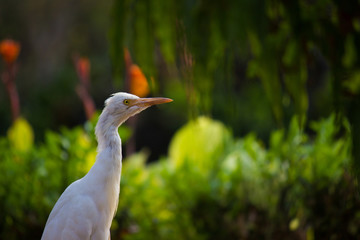 Cattle Egret in the garden in its natural habitat.