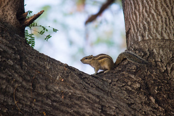 A Squirrel on the tree trunk looking curiously in its natural habitat with a nice soft green blurry background.