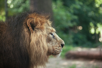 portrait of a large beautiful lion
